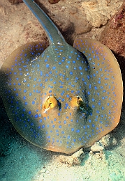 Sipadan_2015_Raie pastenague a taches bleues_Taeniura lymna_IMG_2791_rc